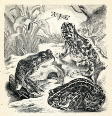 Naklejka premium Toads (Bufo bufo, B. variabilis, B. calamita)