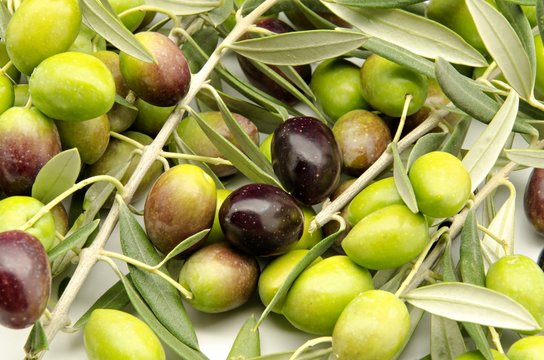 Aceitunas recien cosechadas