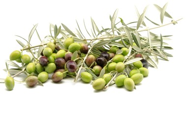 Aceitunas recien cosechadas