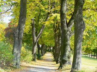 Fototapeta premium Wege der Natur