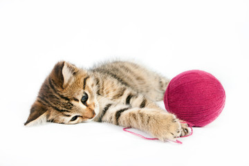 Tabby kitten playing with a ball of yarn