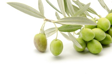 Aceitunas recien cosechadas