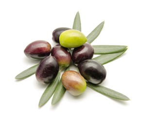 Aceitunas recien cosechadas
