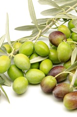 Aceitunas recien cosechadas