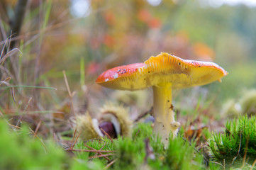 Fly agaric