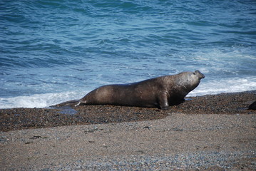 Elephant seal in Argentina