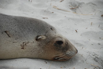 Seal looking sad