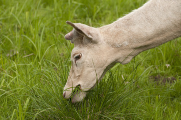 White fallow deer
