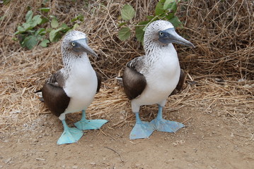 Blue footed boobies, Galapagos - 57506774