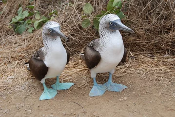 Foto op Canvas Blue footed boobies, Galapagos © vormenmedia