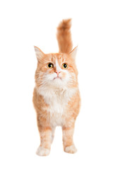 Ginger mixed breed cat, isolated on white