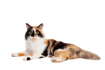 Beautiful cat on white