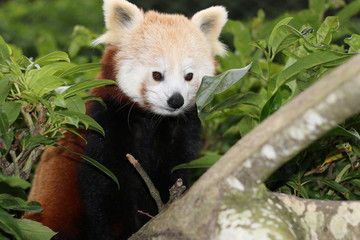 Red panda, Panda roux de Chine
