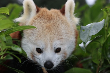 Red panda, Panda roux de Chine