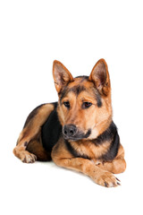 The East-european dog on the white background