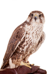 Saker Falcon (Falco cherrug) isolated on white