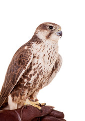 Saker Falcon (Falco cherrug) isolated on white