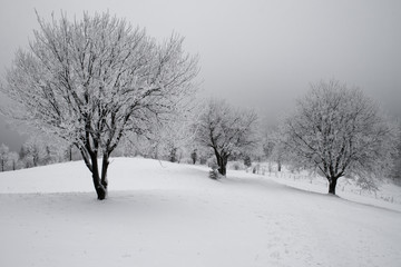 Obraz premium Winter Trees and fog
