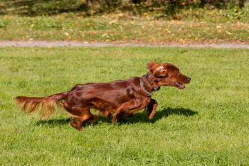 Irish Setter runs on the meadow