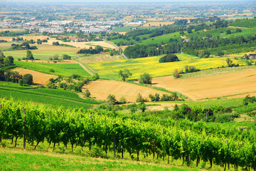 Italy, Romagna Apennines hills and vineyards