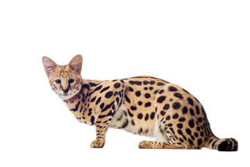Fototapeta premium Beautiful serval (Leptailurus serval) on the white background