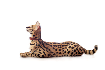 Beautiful serval (Leptailurus serval) on the white background