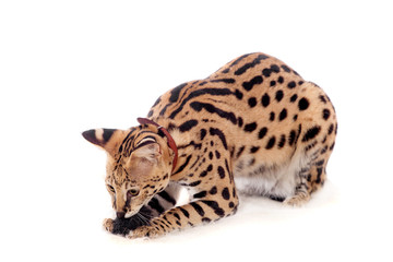 Beautiful serval (Leptailurus serval) on the white background