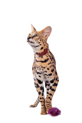 Beautiful serval (Leptailurus serval) on the white background