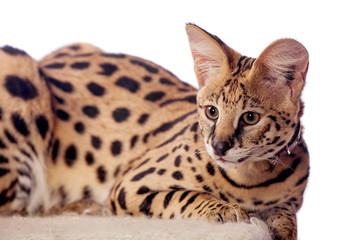 Beautiful serval (Leptailurus serval) on the white background