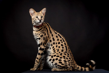 Obraz premium Beautiful serval (Leptailurus serval) on the black background