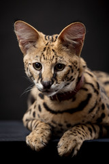 Beautiful serval (Leptailurus serval) on the black background