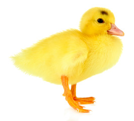 Cute duckling, isolated on white