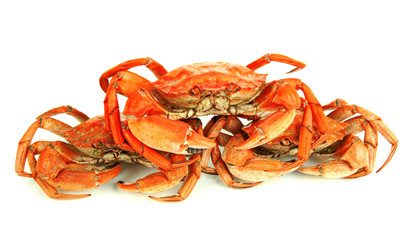 Boiled crabs isolated on white
