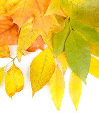 Bright autumn leafs isolated on white