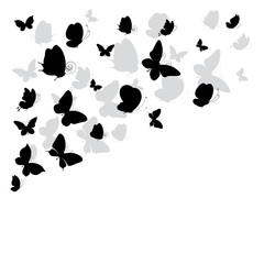 butterflies design