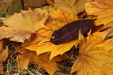 Beautiful autumn leaves on hay close up