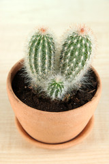 Beautiful cactus in flowerpot on wooden table