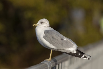 portrait of a seagull