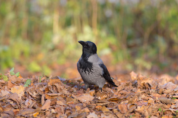 crow on the autumn leaves