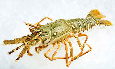 Spiny lobster