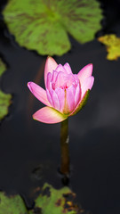 pink lotus flower growing upright