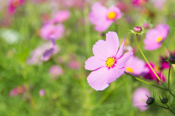 cosmos flowers