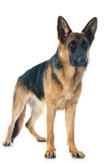 german shepherd