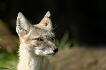 steppe fox