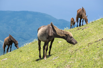草を食む都井岬の馬