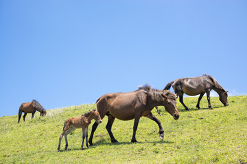Naklejka na ściany i meble Przenoszenie konia Pełna Pełna Pełna Toi Cape Rodzinne