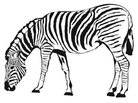 Fototapeta Zebra