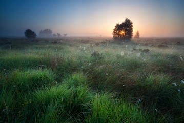sunrise over marsh with spidernets ans cotton-grass