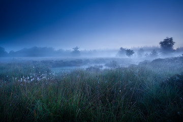 misty morning dusk over swamp