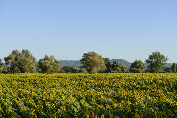 sunflowers fields in the "holy valley" #01, Rieti